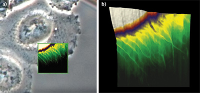 FIGURE 1. Living Chinese hamster ovary (CHO) cells are measured with a closed-loop quantitative imaging (QI) AFM scanning system in a Petri dish heater at 37&deg;C in buffer solution. The optical phase contrast image is overlaid with the AFM height image (a), and a 3D topography image shows a scan with an area of 25 &mu;m2 (b). The z-range giving the height information is 3.6 &mu;m.