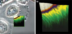 FIGURE 1. Living Chinese hamster ovary (CHO) cells are measured with a closed-loop quantitative imaging (QI) AFM scanning system in a Petri dish heater at 37°C in buffer solution. The optical phase contrast image is overlaid with the AFM height image (a), and a 3D topography image shows a scan with an area of 25 μm2 (b). The z-range giving the height information is 3.6 μm. FIGURE 1. Living Chinese hamster ovary (CHO) cells are measured with a closed-loop quantitative imaging (QI) AFM scanning system in a Petri dish heater at 37°C in buffer solution. The optical phase contrast image is overlaid with the AFM height image (a), and a 3D topography image shows a scan with an area of 25 μm2 (b). The z-range giving the height information is 3.6 μm.