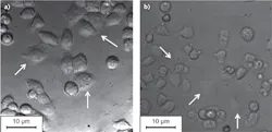 FIGURE 2. Images of a HeLa cell culture in a plastic petri dish are taken (a) using gradient field microscopy (GFM) and (b) conventional differential interference contrast (DIC) microscopy. White arrows indicate the flat cells, which show increased contrast only under GFM because of the birefringent material. FIGURE 2. Images of a HeLa cell culture in a plastic petri dish are taken (a) using gradient field microscopy (GFM) and (b) conventional differential interference contrast (DIC) microscopy. White arrows indicate the flat cells, which show increased contrast only under GFM because of the birefringent material.
