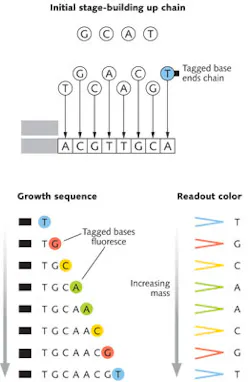 FIGURE 1. Sequencing DNA by building up a complementary chain in the Sanger process. Unlabeled bases accumulate one by one until a tagged base carrying a fluorescent dye terminates the chain. The chains are separated by mass then excited with light that produces the characteristic fluorescence of each tagged terminating base. The final sequence is complementary to the starting chain. FIGURE 1. Sequencing DNA by building up a complementary chain in the Sanger process. Unlabeled bases accumulate one by one until a tagged base carrying a fluorescent dye terminates the chain. The chains are separated by mass then excited with light that produces the characteristic fluorescence of each tagged terminating base. The final sequence is complementary to the starting chain.