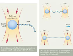 FIGURE 2. High-NA optics, not shown, focus laser light to a tight beam waist, where optical forces hold a dielectric microsphere in place at top. DNA can be bonded to the microsphere and moved by moving the beam focus. If the two ends of a DNA strand are attached to a pair of microspheres held in optical tweezers, moving the focus can stretch the DNA chain, as shown at bottom. FIGURE 2. High-NA optics, not shown, focus laser light to a tight beam waist, where optical forces hold a dielectric microsphere in place at top. DNA can be bonded to the microsphere and moved by moving the beam focus. If the two ends of a DNA strand are attached to a pair of microspheres held in optical tweezers, moving the focus can stretch the DNA chain, as shown at bottom.