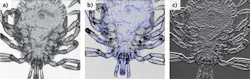 FIGURE 2. Representative 1X DLM images of a tick: brightfield mode (a), fluorescence overlay (in blue; b), and edge-enhancing subtractive imaging (c). FIGURE 2. Representative 1X DLM images of a tick: brightfield mode (a), fluorescence overlay (in blue; b), and edge-enhancing subtractive imaging (c).