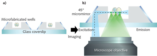 With soSPIM, microfabricated wells hold cells in place for imaging (a). Micromirrors positioned at 45&deg; reflect the excitation beam (dotted line) from a single objective through the sample; the same objective captures the fluorescence signal (b).