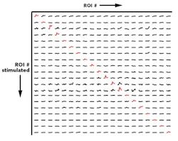 FIGURE 6. Spatial selectivity of photostimulation: Calcium signals are only detected for photoactivated neurons (highlighted in red). FIGURE 6. Spatial selectivity of photostimulation: Calcium signals are only detected for photoactivated neurons (highlighted in red).