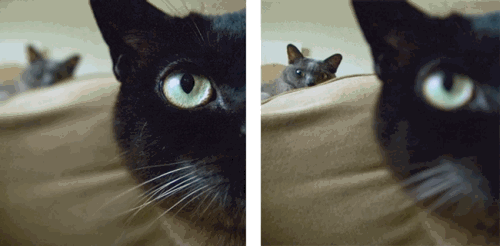 Because the Lytro light-field camera captures additional spatial information from an image scene, the focus can be adjusted electronically after the image is taken.