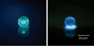 Cadmium sulfide/zinc sulfide nanocrystal-microsphere composites with a 20-&micro;m diameter fluoresce when illuminated by white light (left) and ultraviolet light (right). When illuminated by a Ti:sapphire laser above threshold, the microspheres lase in the blue at room temperature.