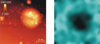FIGURE 1. A near-field optical microscopic method that measures cathodoluminescence (right) from a GaN film can be combined with topographic imaging from a scanning electron microscope (SEM; left) to reveal intimate details about defects. When the electron beam bombards the 7-&micro;m-wide bump, the SEM images a bright blob. In response to the electron bombardment, multichromatic light is emitted from most of the film surface but very little comes from the bump. This provides clues about the minority carrier diffusion lengths in the defect. Near-field optics is crucial for this work because in far-field cathodoluminescent studies this signal is swamped by luminescence from the film under the bump.