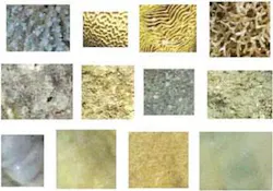 Coral has many textures (bottom), such as regular (top row), irregular (center row), and smooth (bottom row). Coral has many textures (bottom), such as regular (top row), irregular (center row), and smooth (bottom row).