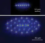 FIGURE 2. A chain (top) and “crystal” (bottom) of fluorescing magnesium ions in a Paul trap are prepared by laser cooling using the UV laser system. FIGURE 2. A chain (top) and “crystal” (bottom) of fluorescing magnesium ions in a Paul trap are prepared by laser cooling using the UV laser system.