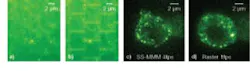 FIGURE 3. In a comparison of SS-MMM and multifocal raster scan imaging, fluorescence images are taken of a monolayer of 500 nm green microspheres (a, b). Stochastic scanning (a) does not display the brickwork artifact arising from oversampled unit-cell edges observed in raster scanning (b). Fluorescence images of live EGFP-labeled MIN6 insulin-secreting cells are taken for SS-MMM at 4 fps (c) and raster at 1 fps (d). EGFP expression localizes to single 300 nm mobile intracellular insulin granules and allows visualization and analysis of transport. FIGURE 3. In a comparison of SS-MMM and multifocal raster scan imaging, fluorescence images are taken of a monolayer of 500 nm green microspheres (a, b). Stochastic scanning (a) does not display the brickwork artifact arising from oversampled unit-cell edges observed in raster scanning (b). Fluorescence images of live EGFP-labeled MIN6 insulin-secreting cells are taken for SS-MMM at 4 fps (c) and raster at 1 fps (d). EGFP expression localizes to single 300 nm mobile intracellular insulin granules and allows visualization and analysis of transport.