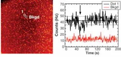 FIGURE 2. An accumulated image (left; 3 minute duration; image size 130 × 130 µm) of 565 nm emitting quantum dots excited in total internal reflection mode by a 488 nm laser is analyzed and a time trace is drawn corresponding to one of the dots in the image (black curve; 1 s resolution) against the local background (red curve). Despite the low signal-to-noise ratio, a clear blinking event can be observed (arrow) indicating that a single quantum dot was observed. These quantum dots exhibited very little blinking when observed in similar conditions using an ultrasensitive EMCCD. FIGURE 2. An accumulated image (left; 3 minute duration; image size 130 × 130 µm) of 565 nm emitting quantum dots excited in total internal reflection mode by a 488 nm laser is analyzed and a time trace is drawn corresponding to one of the dots in the image (black curve; 1 s resolution) against the local background (red curve). Despite the low signal-to-noise ratio, a clear blinking event can be observed (arrow) indicating that a single quantum dot was observed. These quantum dots exhibited very little blinking when observed in similar conditions using an ultrasensitive EMCCD.