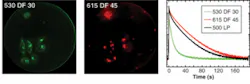 FIGURE 3. To demonstrate HeLa cell lifetime imaging, fluorescence-decay histograms (right) are plotted from filtered images of a caveolin-GFP dye signal (left) and a quantum-dot signal (middle). The fluorescence-decay curve corresponding to all photons (black curve, 500 nm long-pass filter) is barely different from the quantum-dot-only channel (red curve), reflecting the predominance of the quantum-dot signal. FIGURE 3. To demonstrate HeLa cell lifetime imaging, fluorescence-decay histograms (right) are plotted from filtered images of a caveolin-GFP dye signal (left) and a quantum-dot signal (middle). The fluorescence-decay curve corresponding to all photons (black curve, 500 nm long-pass filter) is barely different from the quantum-dot-only channel (red curve), reflecting the predominance of the quantum-dot signal.