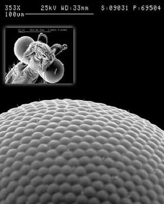 FIGURE 1. In the compound eye of the mill moth, ephestia kuehniella, the individual lenslets gather light from the surrounding environment.