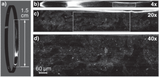 A section of swine intestinal tissue is displayed at 1&times; (a), 4&times; (b), 20&times; (c), and 40&times; (d) magnification levels using a spectrally encoded confocal-microscopy technique. Dotted rectangles in each image represent the zoomed regions of interest. This technique can image a 4 &times; 4 cm subsurface tissue area with a transverse resolution of 2.1 &micro;m in less than one minute.