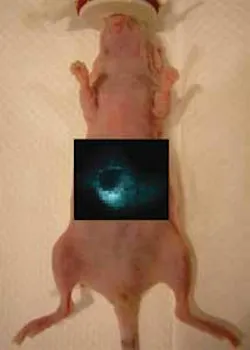 The liver of an anesthetized nude mouse is imaged using Raman spectroscopy and Raman-active nanoparticles that are trapped specifically in the liver cells. The liver of an anesthetized nude mouse is imaged using Raman spectroscopy and Raman-active nanoparticles that are trapped specifically in the liver cells.