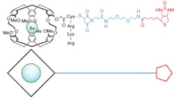 FIGURE 2. In a biosensor molecule designed to target xenon to a protein, the cage that binds the xenon, cryptophane-A, is shown in black; the biotin ligand is shown in red; and the tether connecting them is shown in purple. FIGURE 2. In a biosensor molecule designed to target xenon to a protein, the cage that binds the xenon, cryptophane-A, is shown in black; the biotin ligand is shown in red; and the tether connecting them is shown in purple.