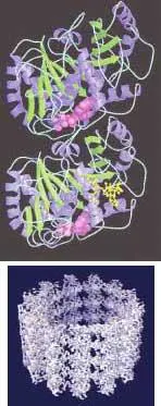 FIGURE 2. A ribbon diagram of tubulin, the building block of a microtubule, shows a dimer consisting of two almost identical monomers (top). Cryoelectron microscopy and image reconstruction yields 0.8-nm-resolution image of a microtubule, which is the principal component of the cellular skeleton (bottom). FIGURE 2. A ribbon diagram of tubulin, the building block of a microtubule, shows a dimer consisting of two almost identical monomers (top). Cryoelectron microscopy and image reconstruction yields 0.8-nm-resolution image of a microtubule, which is the principal component of the cellular skeleton (bottom).