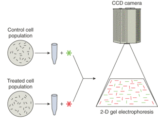 FIGURE 1. Treated and untreated cell populations can be labeled with differing fluorophores and then compared via two-dimensional gel electrophoresis to gauge the treatment's effect on protein charge (isoelectric point) and mass (relative molecular weight).