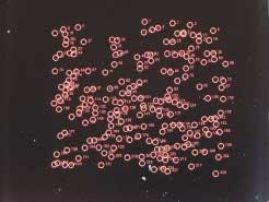 An image from the FAST cytometer results from a rough scan of a sample containing a cell line spiked in peripheral blood. The system detected 288 objects for analysis. The analysis located the four tumor cells known to be in the sample and generated three false positives.