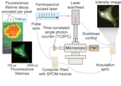 FIGURE 2. To evaluate a potential marker for the onset of Alzheimer's disease, an 80-MHz pulse train from a Ti:sapphire laser provides fluorescence excitation for fluorescence lifetime-imaging microscopy (FLIM) through a multiphoton microscope coupled to an upright microscope, and onto a photomultiplier tube and single-photon-counting acquisition board. FIGURE 2. To evaluate a potential marker for the onset of Alzheimer's disease, an 80-MHz pulse train from a Ti:sapphire laser provides fluorescence excitation for fluorescence lifetime-imaging microscopy (FLIM) through a multiphoton microscope coupled to an upright microscope, and onto a photomultiplier tube and single-photon-counting acquisition board.