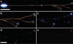 Nanoribbons can separate colors from white light generated by pumping the larger nanoribbon stem (a). The branches attached to the stem are nanoribbons with consecutively smaller dimensions, and filter the white light into green, aqua, and blue components (b; branches 1 through 3). Nonresonant blue light is transmitted to all four ribbons (c), green light is guided strongest by the larger branch (d; branch 1), and red light is filtered out by all three branches (e).