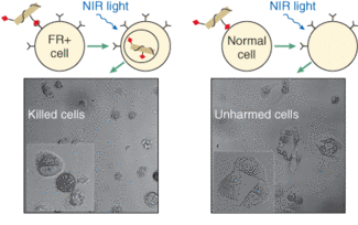 Carbon nanotubes penetrate folate-overexpressing cells via receptor binding and are then heated with near-IR (NIR) 808‑nm laser radiation (left, top). The folate-overexpressing cells are killed (left, bottom); higher-magnification inset image shows details of the killed cells). Normal (non-folate-overexpressing) cells do not allow carbon nanotubes inside them (right, top). Normal cells with no internalized nanotubes are unharmed by the same laser irradiation (right, bottom; inset image shows a live normal cell in stretched shape).