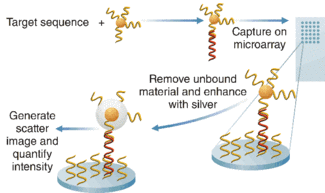 Nanosphere&rsquo;s approach to direct detection of nucleic acid involves binding a gold nanosphere to the target sequence, and coating the nanoparticle with highly reflective silver that reflects LED light. The silver, which itself does not bind to the organics, serves as an evanescently illuminated marker.