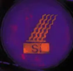 Porous silicon emits orange light upon ultraviolet (365-nm) irradiation. After exposure of this sample to boiling base (pH 12 aqueous KOH), only the functionalized areas still emit light (orange areas). Porous silicon emits orange light upon ultraviolet (365-nm) irradiation. After exposure of this sample to boiling base (pH 12 aqueous KOH), only the functionalized areas still emit light (orange areas).
