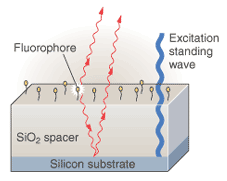 FIGURE 1. A transparent silicon dioxide layer separates fluorophores from the mirror surface by about 10 wavelengths to provide sensitive distance measurement based on spectral self-interference. Scanning the excitation standing wave enables weighting of fluorophores for self-interference measurements of fluorophores with arbitrary spatial distributions.