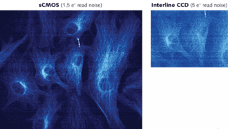 Under conditions typically used in dynamic live-cell imaging, sCMOS provides a much wider field of view and improved signal-to-noise ratio at approximately 70 frames/s (left), compared with interline CCD&rsquo;s 11 frames/s (above).