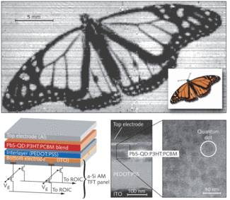The shadow cast by illuminating a slide of a monarch butterfly with light at a 1310 nm wavelength was imaged with a QD-sensitized near-IR imager (top). The photosensitive layer consists of polymer materials and PbS QDs sandwiched with other materials to create a large-area imager (bottom left). The QDs are visible within the active layer (bottom right).