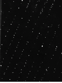 Fluorescence microscopy makes visible E. coli bacteria that are bound to a silicon wafer surface. The bacteria are aligned in rows corresponding to spaces on a grating composed of E. coli antibodies.