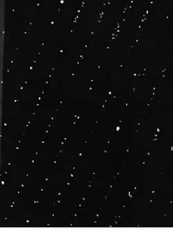Fluorescence microscopy makes visible E. coli bacteria that are bound to a silicon wafer surface. The bacteria are aligned in rows corresponding to spaces on a grating composed of E. coli antibodies. Fluorescence microscopy makes visible E. coli bacteria that are bound to a silicon wafer surface. The bacteria are aligned in rows corresponding to spaces on a grating composed of E. coli antibodies.
