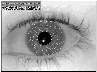 Colored freckles, furrows, rings and other features of an iris can be converted into a matching code (inset) and are considered to be the most accurate biometric identifier.