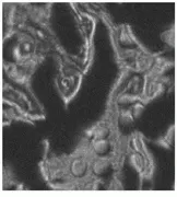 Th Lfw28320 50 Th Lfw28320 50