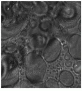 Th Lfw28320 51 Th Lfw28320 51