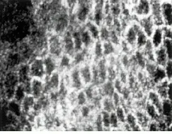 Th Lfw29995 46 Th Lfw29995 46