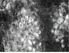 Th Lfw29995 47 Th Lfw29995 47