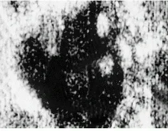 Th Lfw29995 49 Th Lfw29995 49