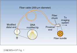 FIGURE 1. Proximal ends of probe fibers are epoxied into a stainless steel tube that is placed in the fiber chuck - a harness to hold together the bundle - of the imaging system. Protective rubber tubing around each fiber's distal end enables individual detection. The bundle used for the experiment was 3 ft long, though the cable can be any length. The probe can also be used for remote sensing.