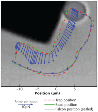 Imaging cameras enable an operator to feel the actual measured forces exerted on a bead in an optical trap as in interacts with a silicon cube.
