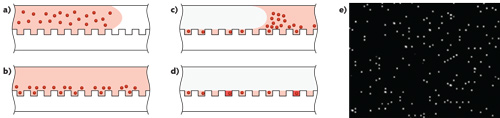 FIGURE 1. Simoa achieves single-molecule detection by confining fluorescent product to an extremely small volume. Beads, coated in antibodies designed to capture proteins, are loaded into arrays of microwells in the presence of protein-labeling enzyme substrate (a). Each femtoliter-sized well is sized to hold no more than one bead (b). The wells are then sealed with oil (c). If a target analyte has been captured (that is, an immunocomplex has formed), the substrate will fluoresce (d). This high local concentration of fluorescent product molecules can then be imaged (e).