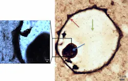 Raman mapping was carried out on a protest fossil from silicified coastal carbonates at low magnification over the full fossil (right), and at high magnification (left). Cell walls, collapsed cell contents, and quartz infilling cement are indicated by the red, blue, and green arrows, respectively. Such a technique can be duplicated on Martian rocks to better search for signs of life. Raman mapping was carried out on a protest fossil from silicified coastal carbonates at low magnification over the full fossil (right), and at high magnification (left). Cell walls, collapsed cell contents, and quartz infilling cement are indicated by the red, blue, and green arrows, respectively. Such a technique can be duplicated on Martian rocks to better search for signs of life.