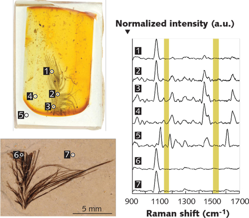 FIGURE 1. Confocal measurements of fossil feathers embedded in epoxy and amber show keratin, but no carotenoid (yellow) contributions in their Raman spectra.1 The measurements were done with a BaySpec Nomadic confocal microscope (bottom) at 1064 nm, one of the microscope's three Raman excitation wavelengths (the other two are 532 and 785 nm).