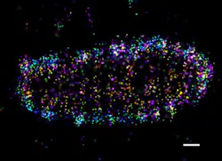 Content Dam Bow Online Articles 2017 05 Salmolla 3web Content Dam Bow Online Articles 2017 05 Salmolla 3web