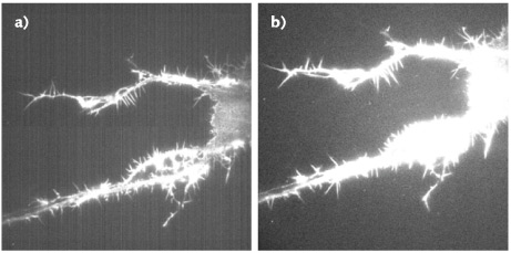 FIGURE 1. Quantum efficiency (QE) compared: an image taken with a camera having a standard 82% QE (a) is contrasted with that for a camera with 95% QE (b), both at a 100-frame average.