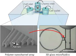 FIGURE 3. “Ship-in-a-bottle” laser technology creates polymeric channels in biochips with a width of just 700 nm—the narrowest demonstrated to date for cancer cell migration studies. FIGURE 3. “Ship-in-a-bottle” laser technology creates polymeric channels in biochips with a width of just 700 nm—the narrowest demonstrated to date for cancer cell migration studies.