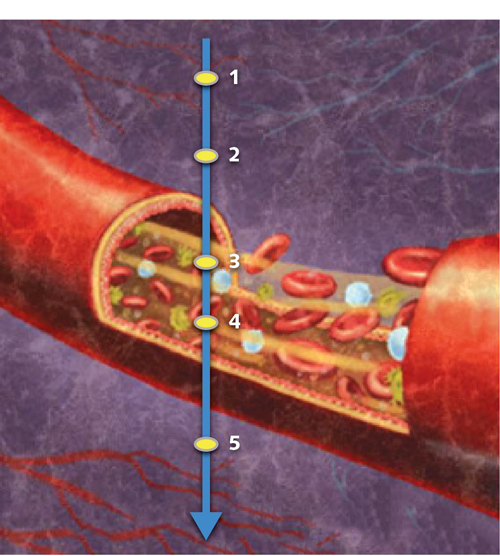 FIGURE 1. Optical coherence tomography-based angiography (OCTA) samples signals from five points in an A-scan (axial scan), three of which (1, 2, and 5) are located in static tissue (that is, not in blood vessels) and two of which (3 and 4) are within a functional blood vessel. OCT signals from the vasculature&mdash;points 3 and 4&mdash;show dynamic changes over time, while signals from the other points remain steady.