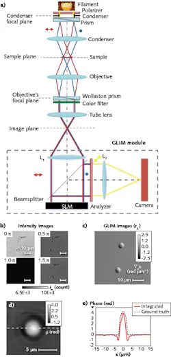 FIGURE 2. GLIM complements SLIM to provide 3D tomographic imaging of live, optically thick biospecimens at high contrast (a). The GLIM module acquires four frames, one for each phase shift applied by the SLM (b). From the four frames, GLIM constructs quantitative phase-gradient maps (c). This GLIM quantitative phase image was obtained by integration along the direction of the shift phase (d). Cross-sections of the reconstructed phase and the computed ground truth (black dashed curve) are also shown (e). FIGURE 2. GLIM complements SLIM to provide 3D tomographic imaging of live, optically thick biospecimens at high contrast (a). The GLIM module acquires four frames, one for each phase shift applied by the SLM (b). From the four frames, GLIM constructs quantitative phase-gradient maps (c). This GLIM quantitative phase image was obtained by integration along the direction of the shift phase (d). Cross-sections of the reconstructed phase and the computed ground truth (black dashed curve) are also shown (e).