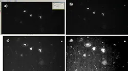 FIGURE 3. A screenshot (a) shows an unprocessed image captured by a monochrome Quantalux sCMOS camera. The sample is a ~20-µm-thick slice of 5xFAD mouse with amyloid plaques stained with Thioflavin S. The image was acquired at 65 ms exposure using a 20X, 0.75 NA immersion objective with water, corrected for the #1.5 coverslip used. The image contrast of the raw data is then adjusted (b) to highlight the amyloid plaque core details; however, the background, including fibrils and cells, is still hidden from view. Further contrast adjustment (c) highlights the fibrils in the sample, resulting in saturation of the plaque core details in the original image. Finally, maximizing the background contrast shows nearby cell bodies and nuclei for cytometry (d); however, the contrast adjustment saturates both fibrils and the plaque cores. FIGURE 3. A screenshot (a) shows an unprocessed image captured by a monochrome Quantalux sCMOS camera. The sample is a ~20-µm-thick slice of 5xFAD mouse with amyloid plaques stained with Thioflavin S. The image was acquired at 65 ms exposure using a 20X, 0.75 NA immersion objective with water, corrected for the #1.5 coverslip used. The image contrast of the raw data is then adjusted (b) to highlight the amyloid plaque core details; however, the background, including fibrils and cells, is still hidden from view. Further contrast adjustment (c) highlights the fibrils in the sample, resulting in saturation of the plaque core details in the original image. Finally, maximizing the background contrast shows nearby cell bodies and nuclei for cytometry (d); however, the contrast adjustment saturates both fibrils and the plaque cores.